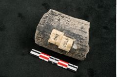 Foto (Seitenansicht) von Calamites communis Ettingshausen (NHMW-GEO-2024-0188-10958)